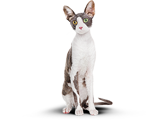 Фотография стройного кота Бориса