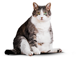 Фотография пухлого кота Бориса